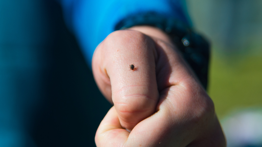  Den tredjedel som känner oro över att få fästingbett är främst oroliga över att få borrelia. Foto: Shutterstock